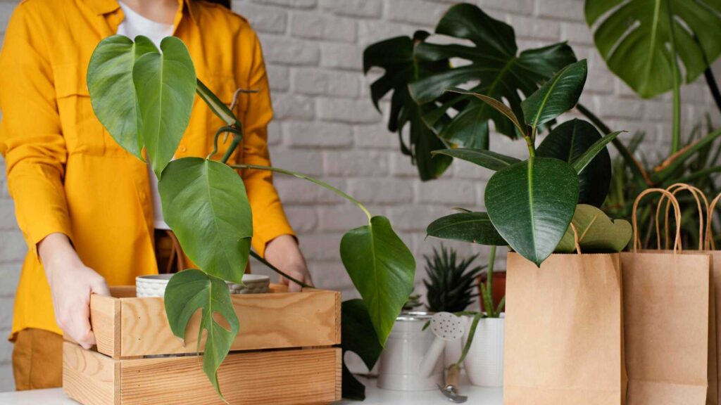 Moving houseplants relocation services Pittsburgh PA monstera philodendron indoor plant transport 1st Step Movers local moving company packing plants for move Greater Pittsburgh residential movers plant care during relocation